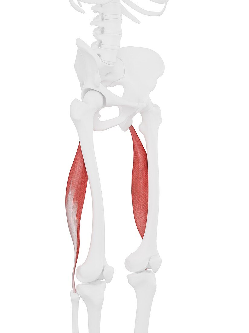 Biceps femoris longus muscle, illustration
