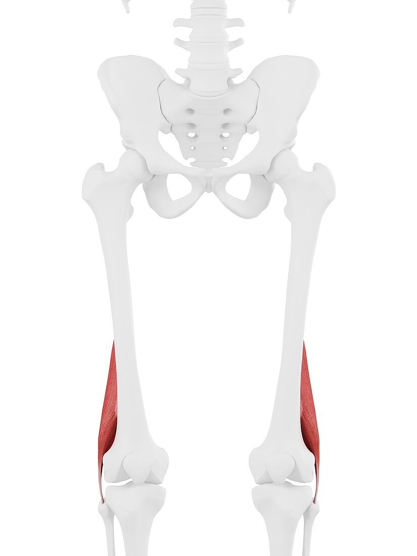 Short biceps femoris muscle, illustration