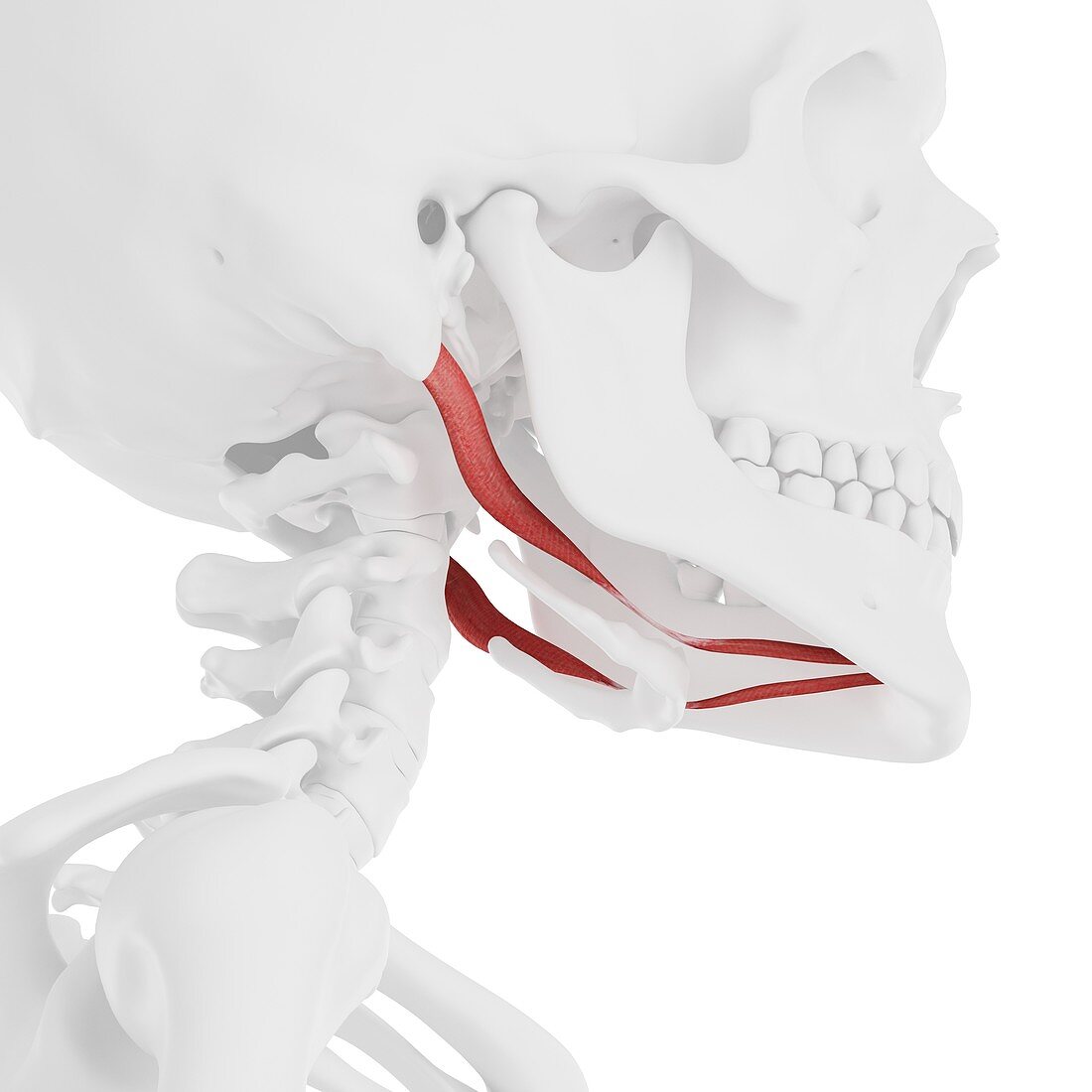 Digastric muscle, illustration