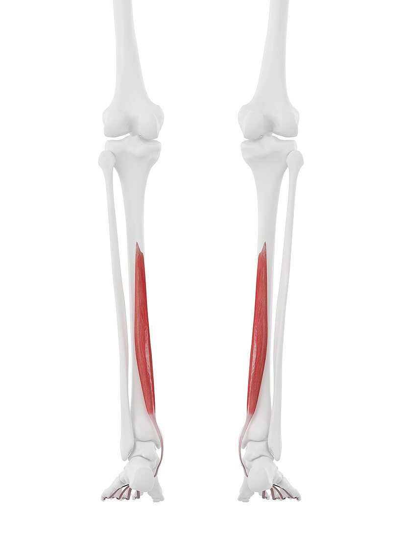 Flexor digitorum longus muscle, illustration