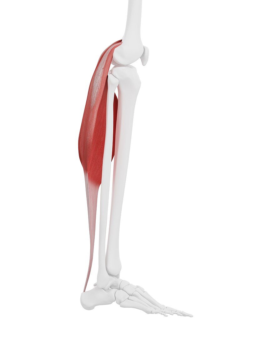 Gastrocnemius muscle, illustration