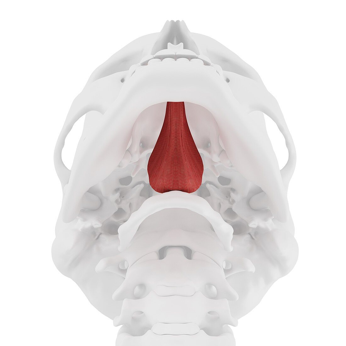 Genioglossus muscle, illustration