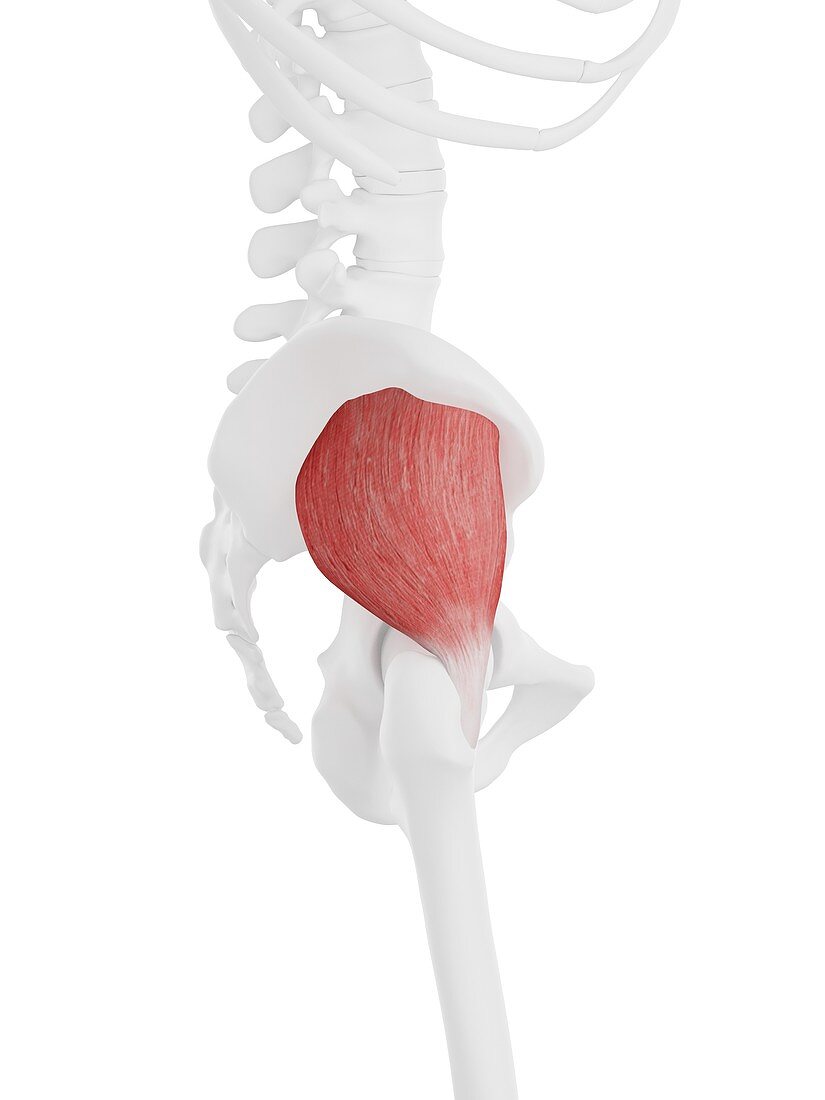 Gluteus minimus muscle, illustration