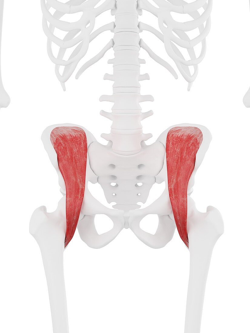 Iliacus muscle, illustration