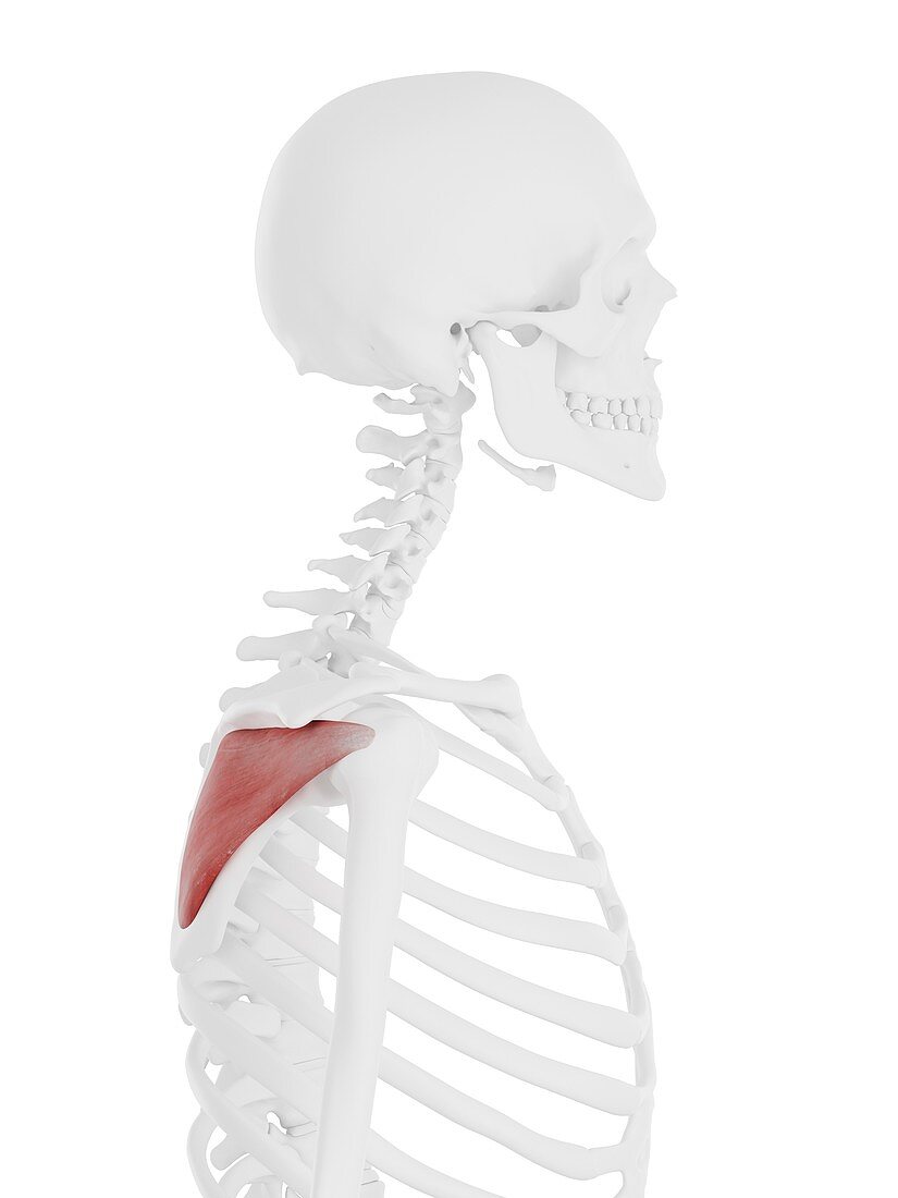 Infraspinatus muscle, illustration