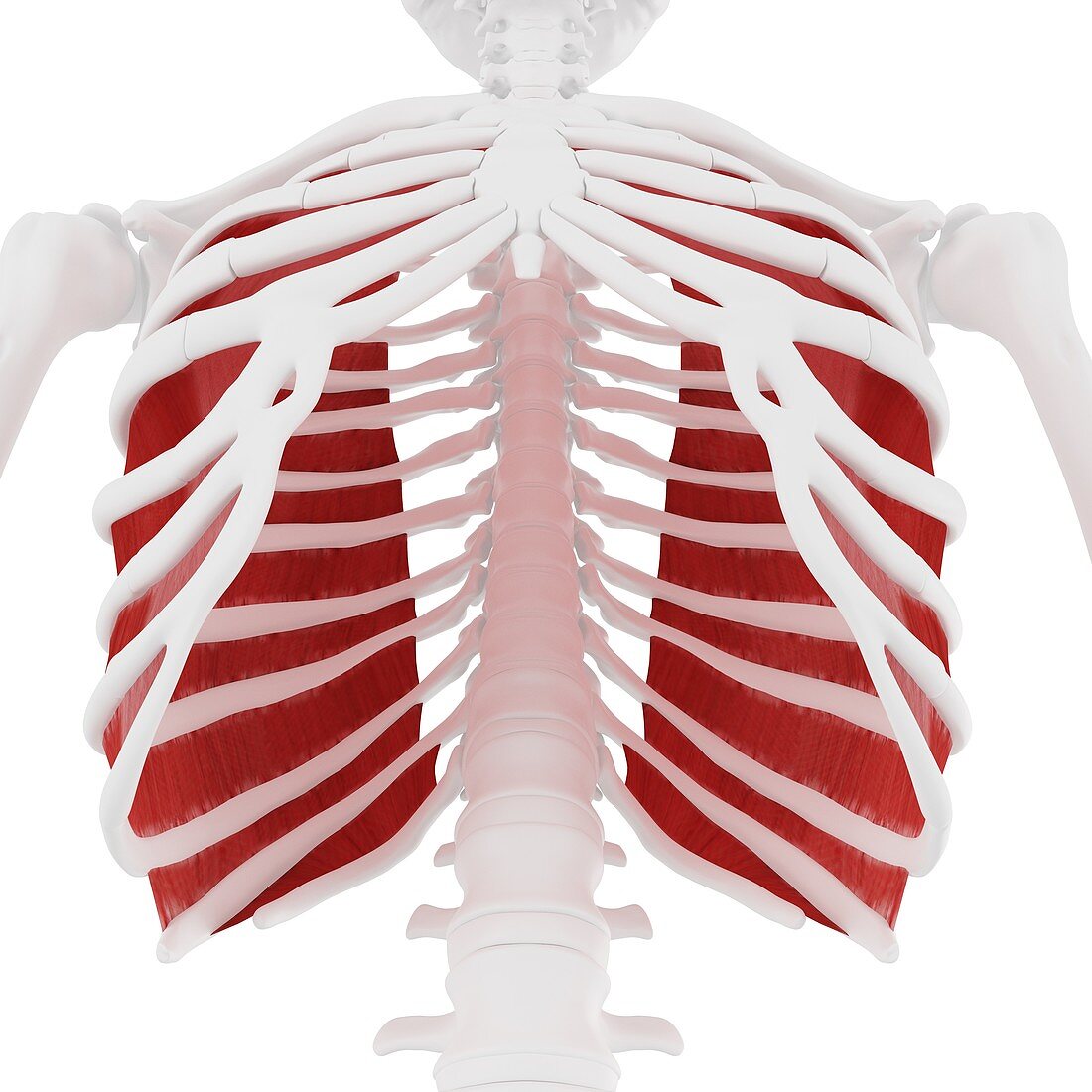 Innermost intercostal muscle, illustration