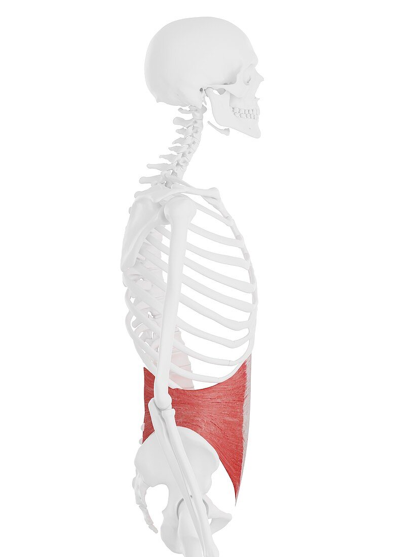 Internal oblique muscle, illustration