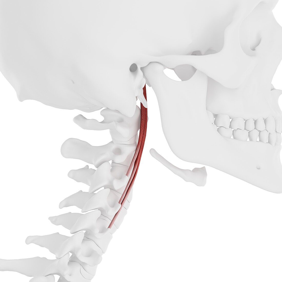 Longus capitis muscle, illustration