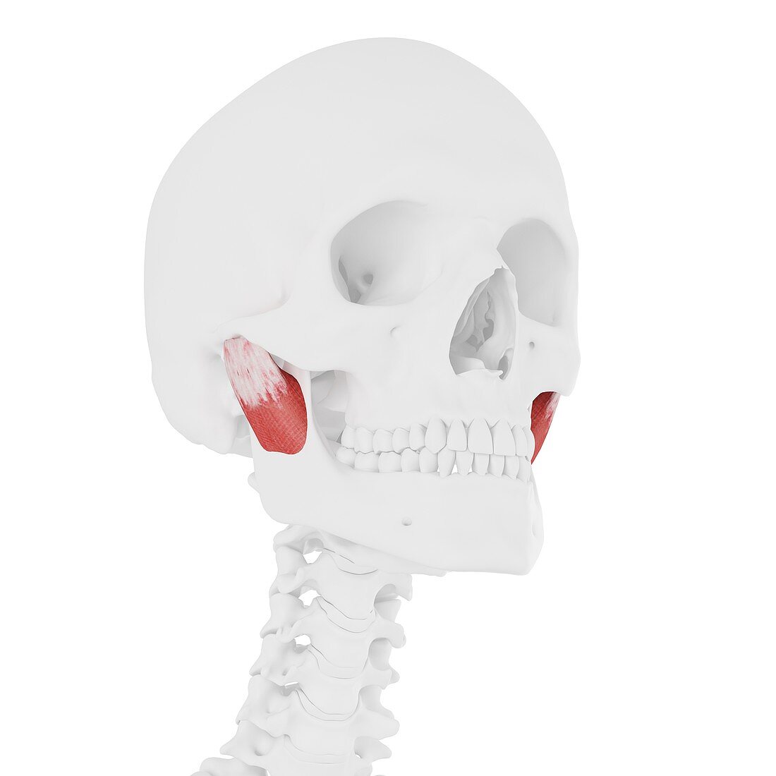 Deep masseter muscle, illustration