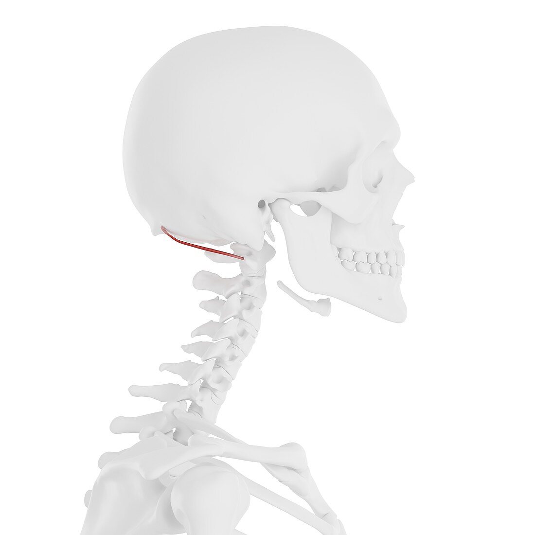 Obliquus superior capitis muscle, illustration