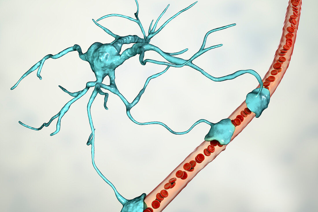 Astrocyte and blood vessel, illustration