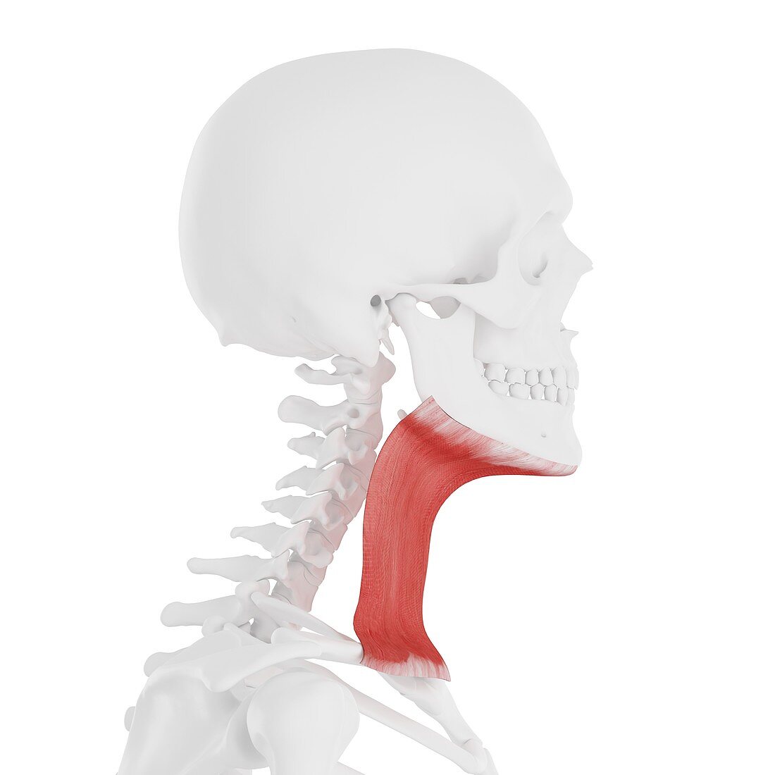 Platysma muscle, illustration