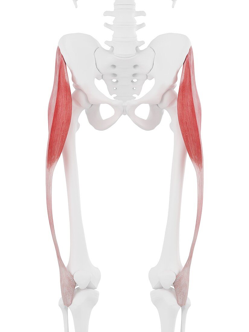 Tensor fascia lata muscle, illustration