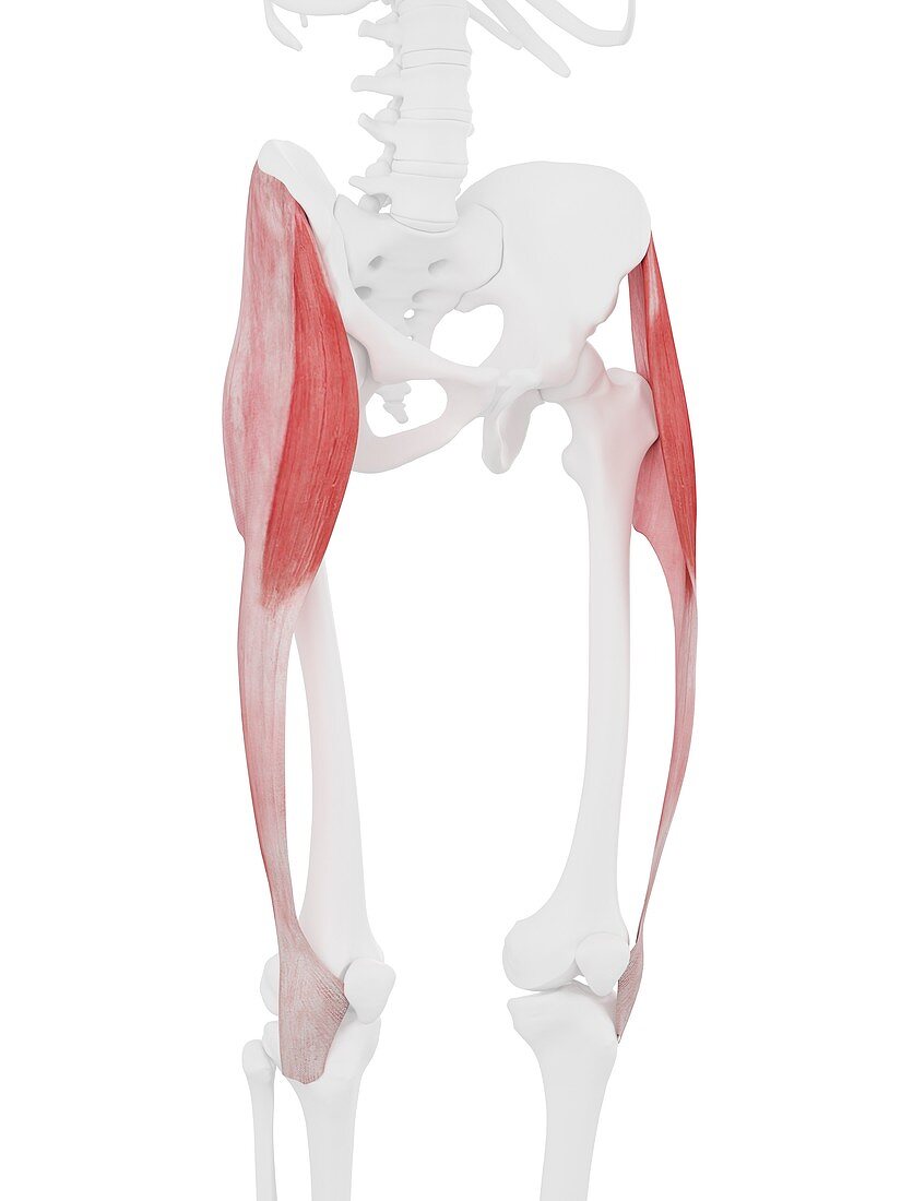 Tensor fascia lata muscle, illustration