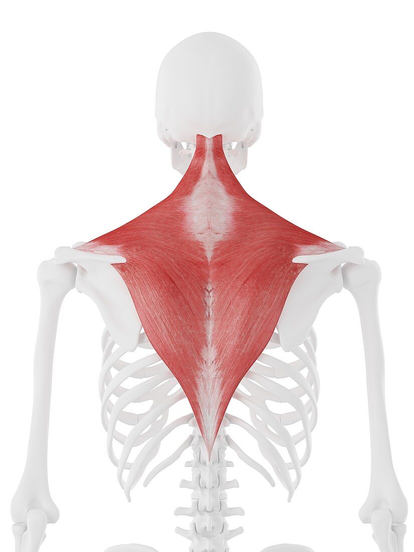 Trapezius muscle, illustration