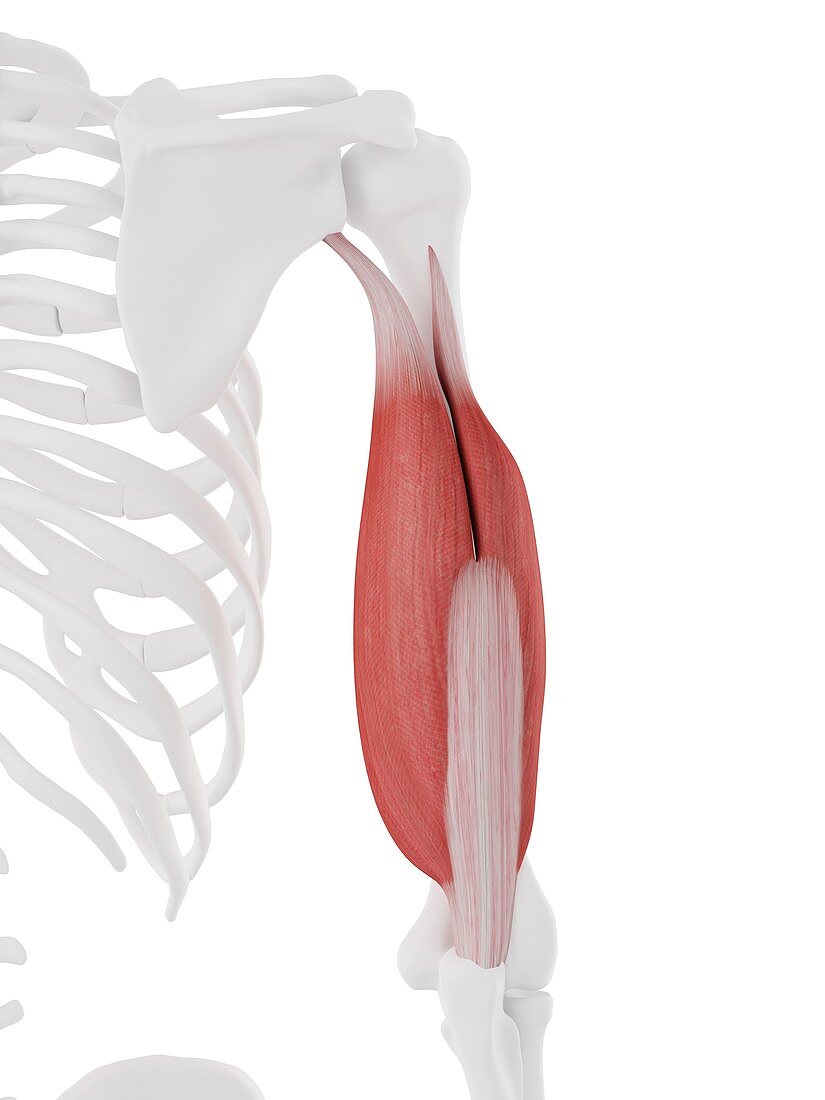 Triceps muscle, illustration