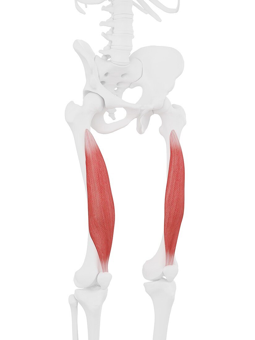 Vastus intermedius muscle, illustration