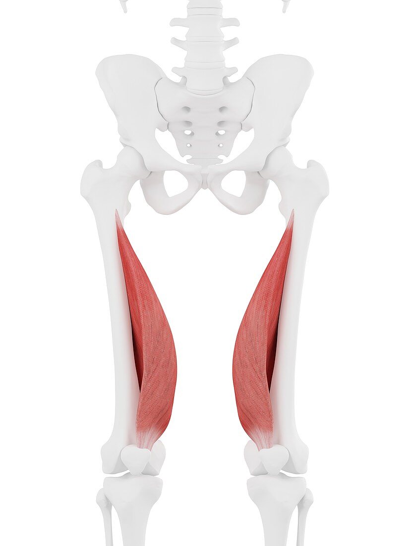 Vastus medialis muscle, illustration