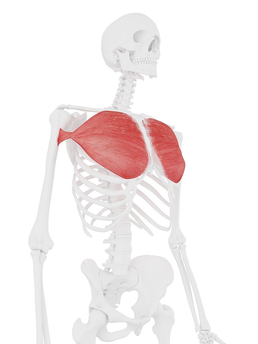 Pectoralis major muscle, illustration