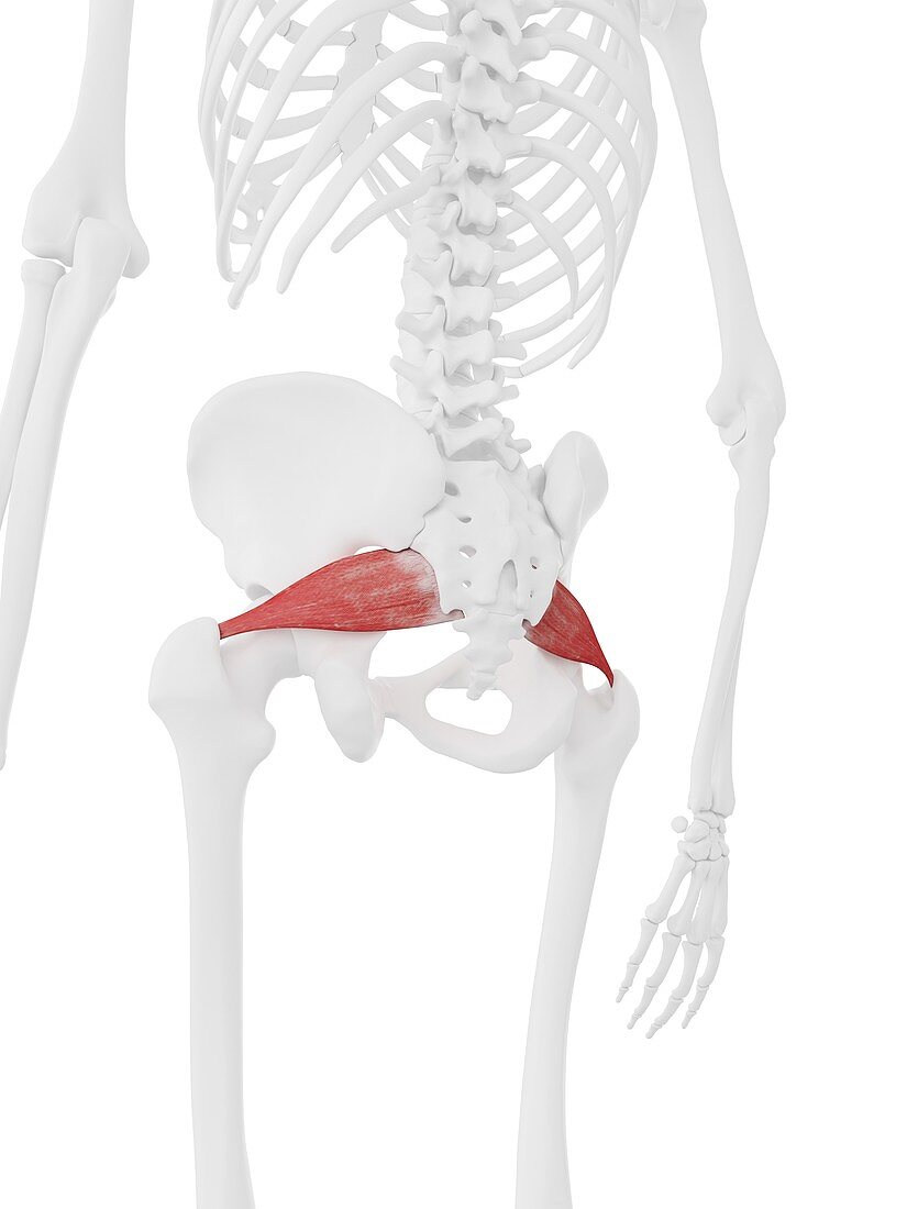 Piriformis muscle, illustration