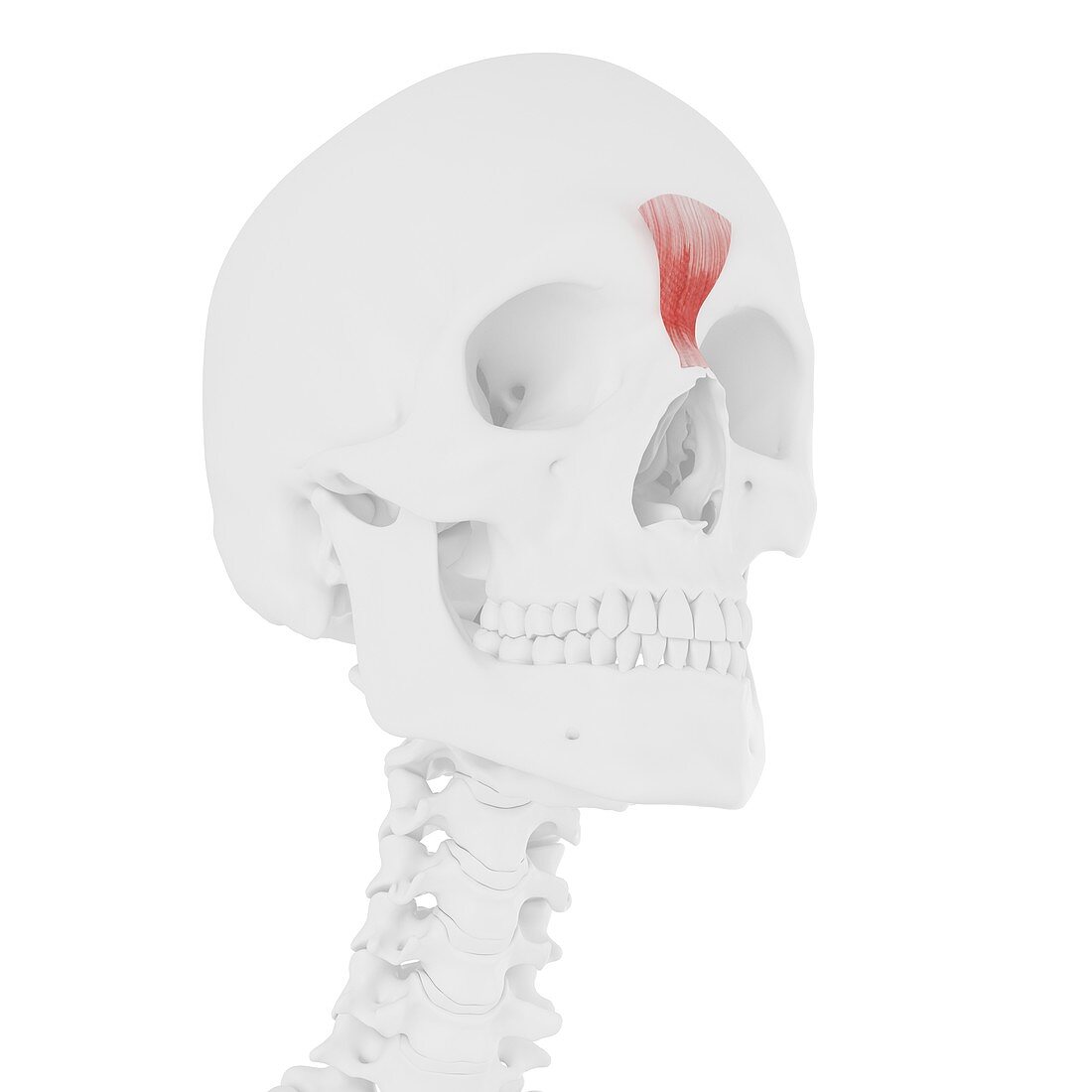 Procerus muscle, illustration