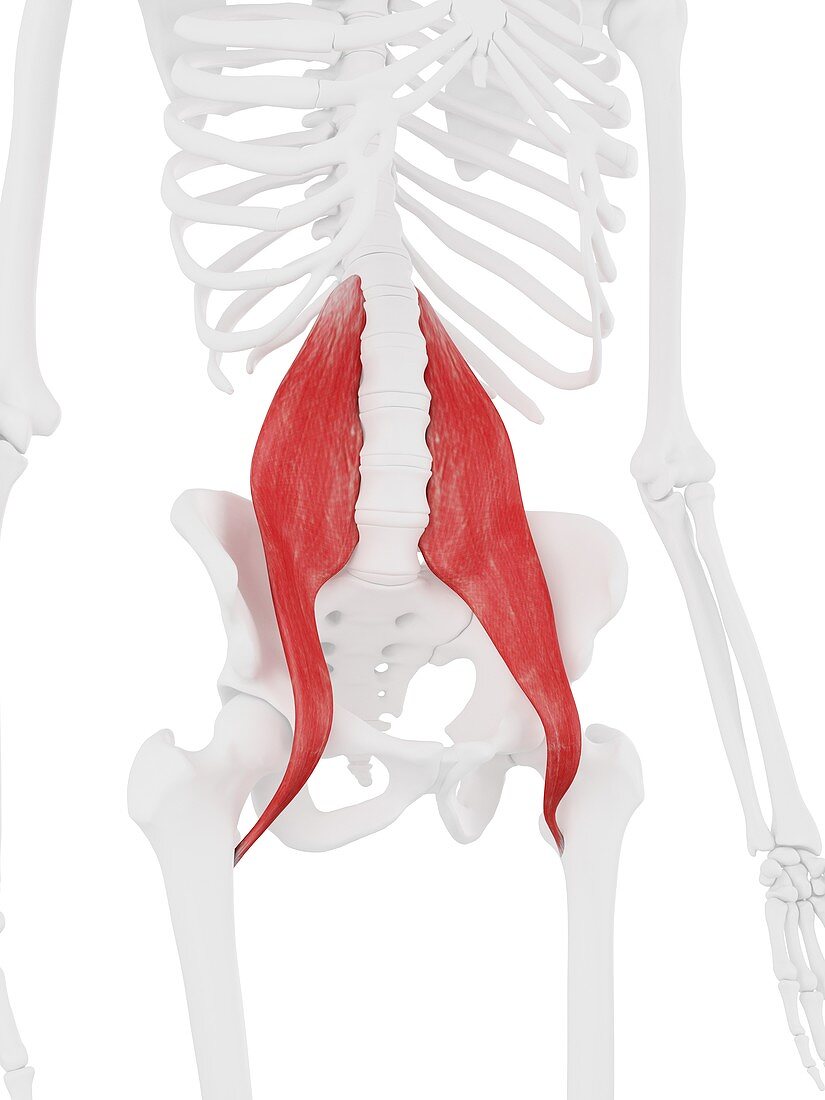 Psoas major muscle, illustration