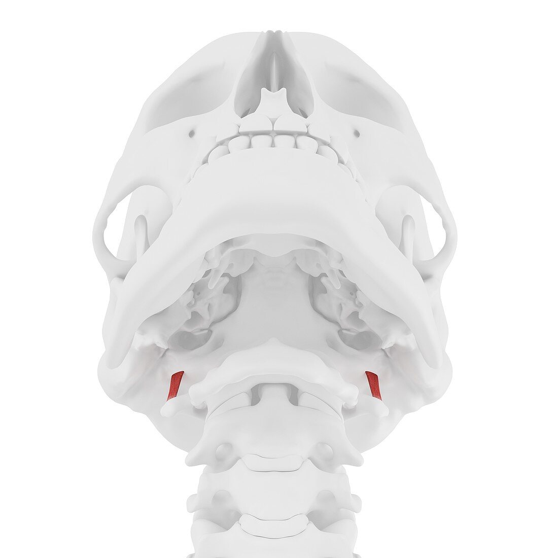 Rectus capitis lateralis muscle, illustration