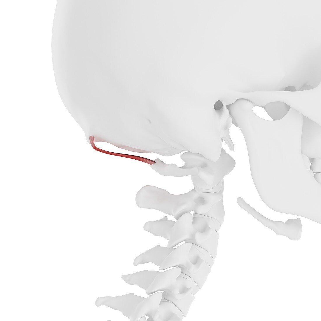 Rectus capitis posterior minor muscle, illustration