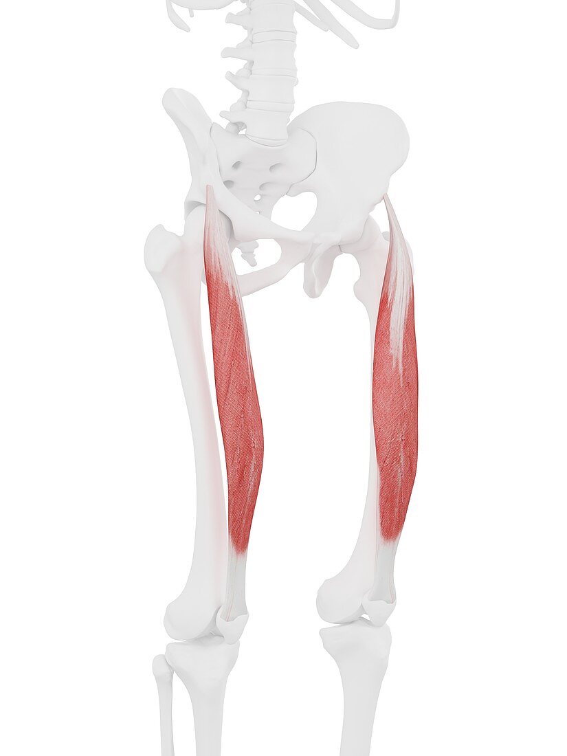 Rectus femoris muscle, illustration