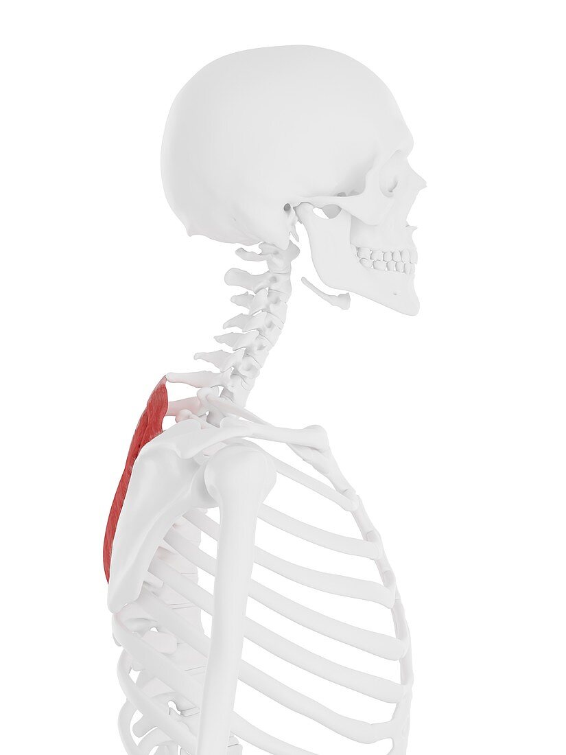 Rhomboid muscles, illustration