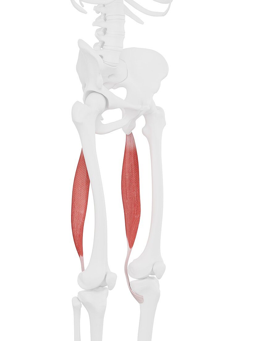 Semitendinosus muscle, illustration