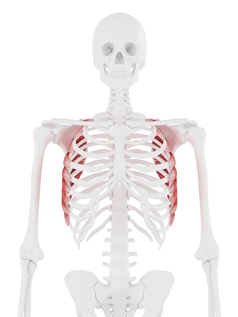 Serratus anterior muscle, illustration