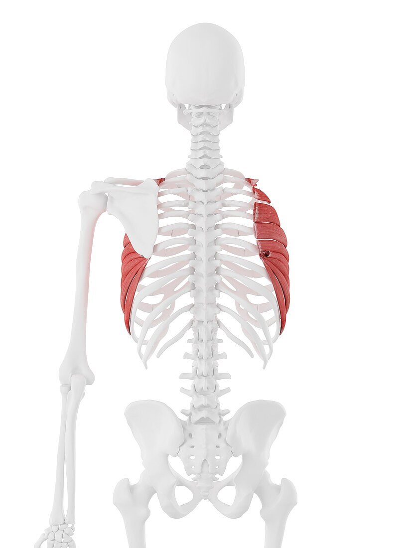 Serratus anterior muscle, illustration