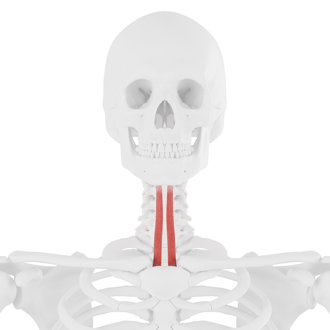 Sternohyoid muscle, illustration