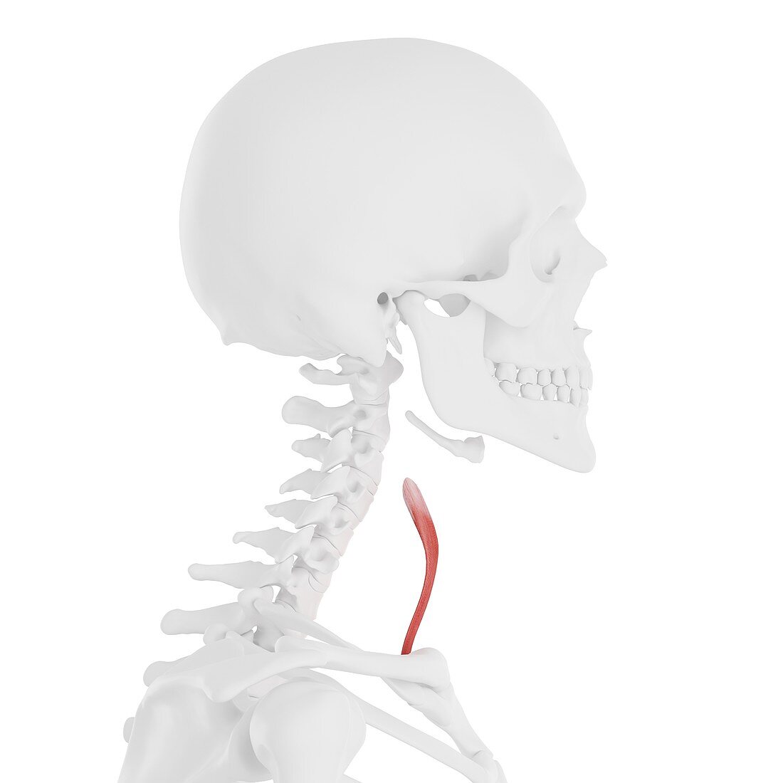 Sternothyroid muscle, illustration