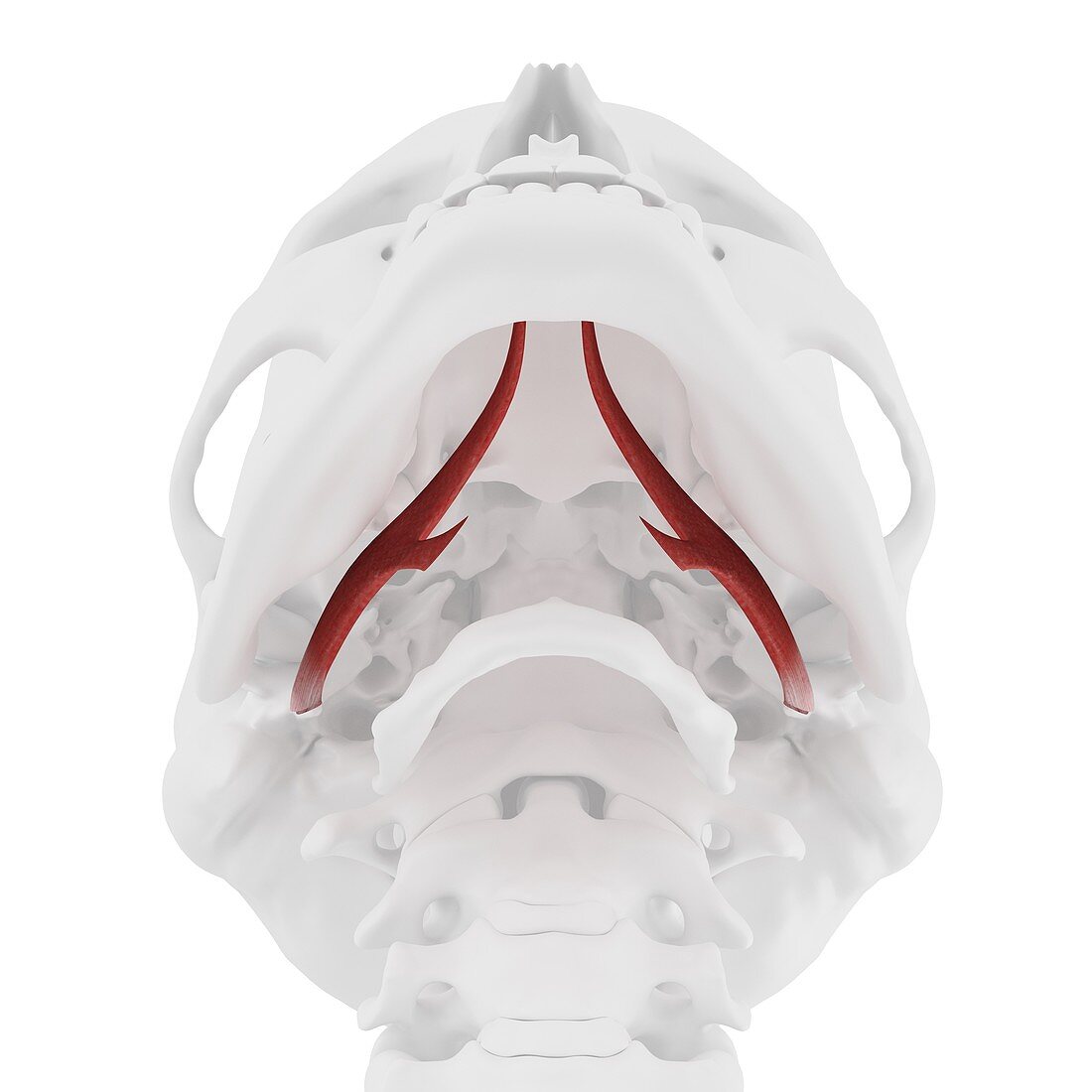 Styloglossus muscle, illustration