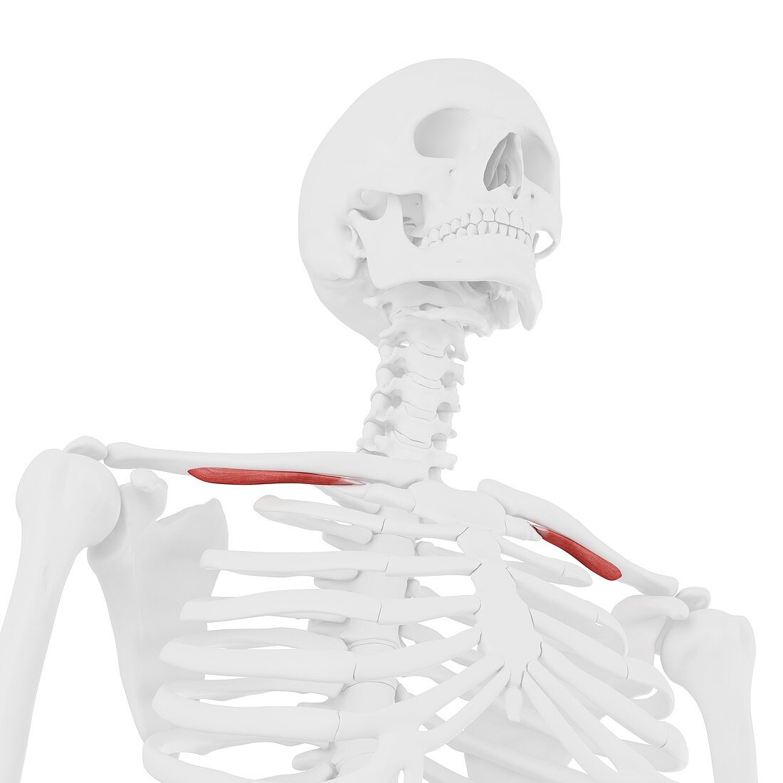 Subclavian muscle, illustration