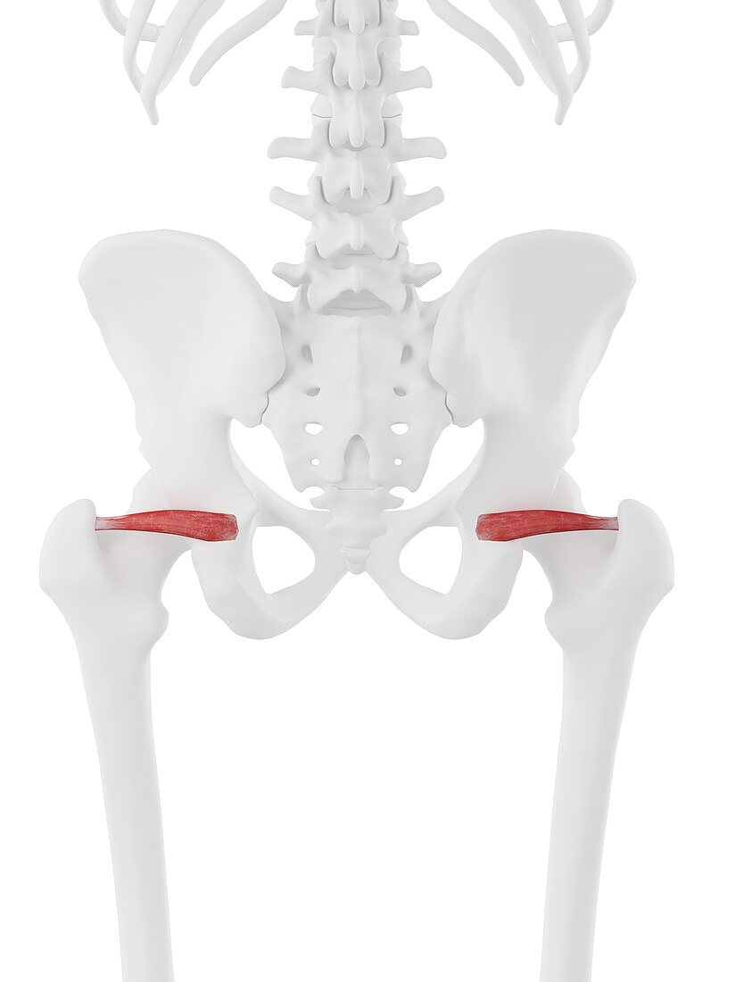 Superior gemellus muscle, illustration