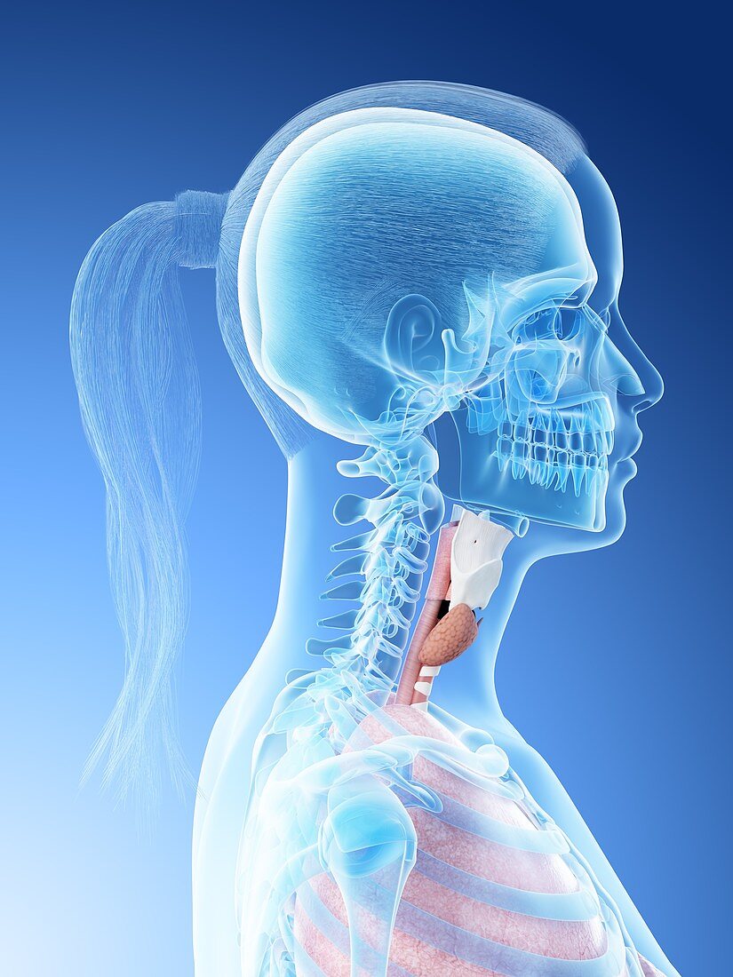 Female throat anatomy, illustration