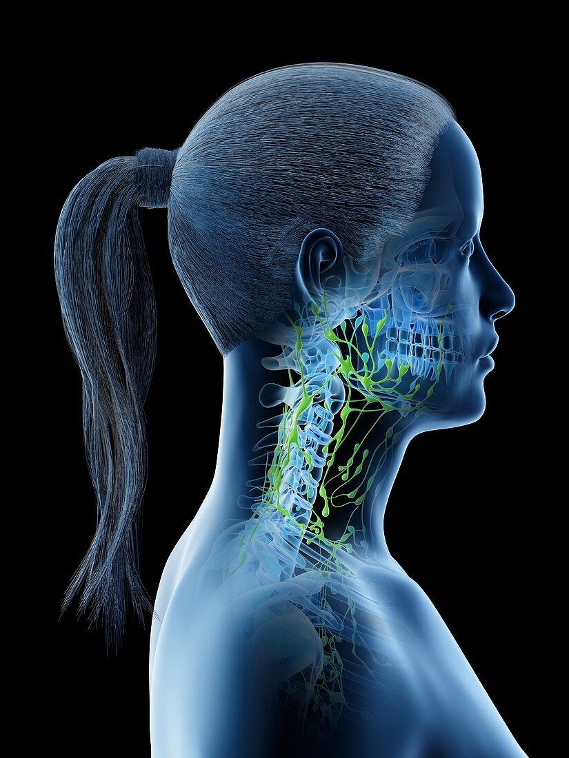 Lymphatic system of the head and neck, illustration