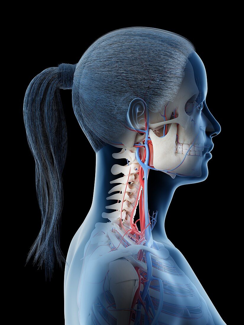 Vascular system of the head, illustration