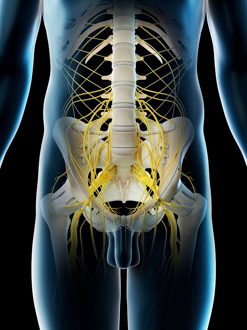 Pelvic nerves, illustration