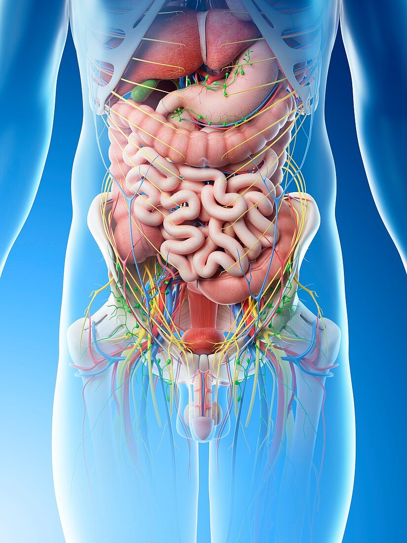 Male abdominal organs, illustration