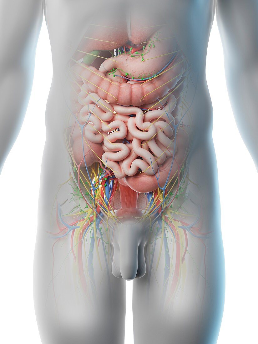 Male abdominal organs, illustration