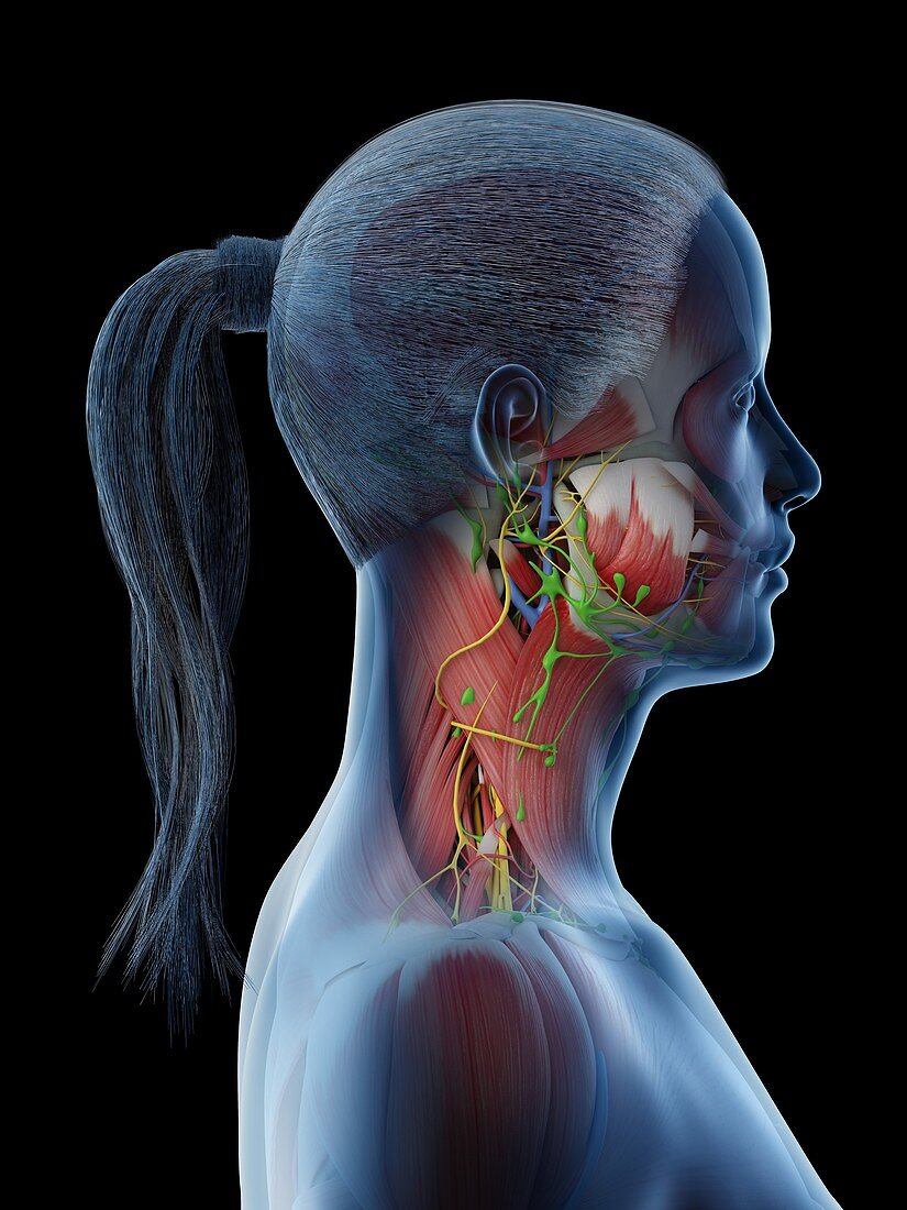 Female neck anatomy, illustration