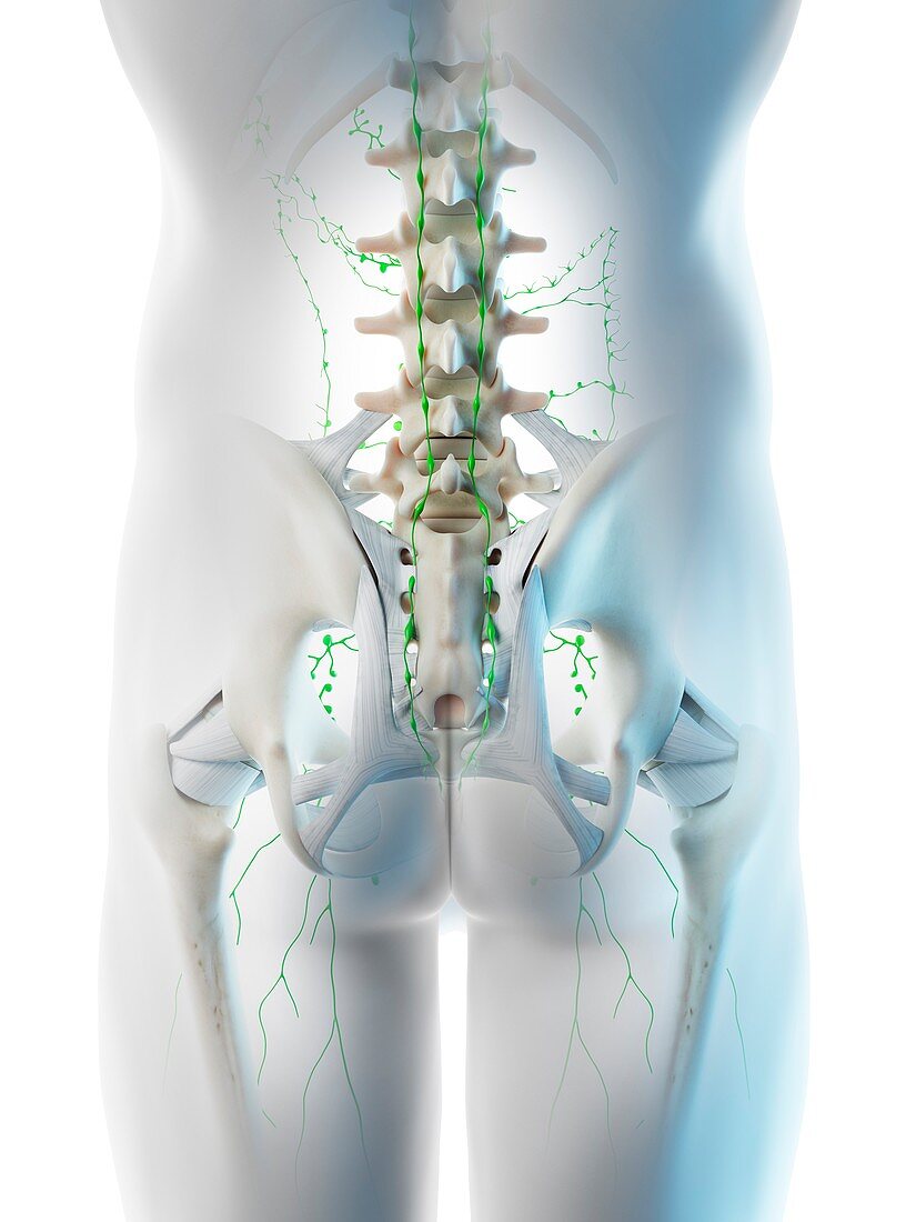 Lymph nodes of the pelvis, illustration