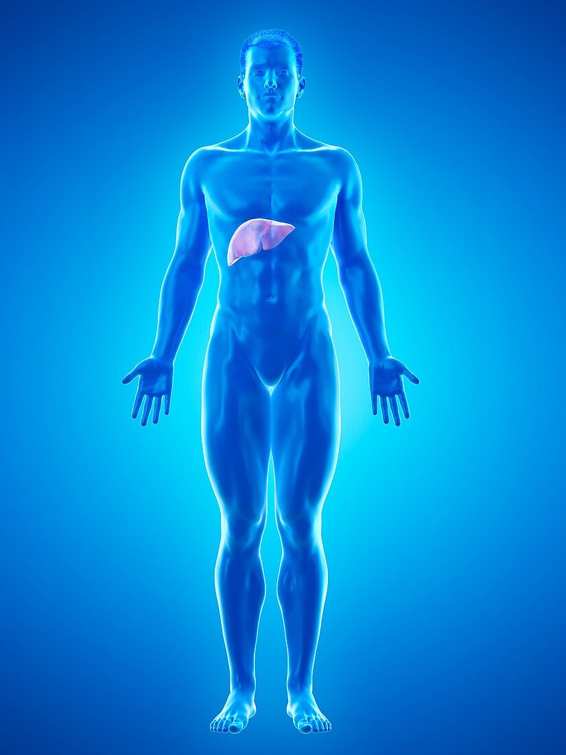 Liver anatomy, illustration