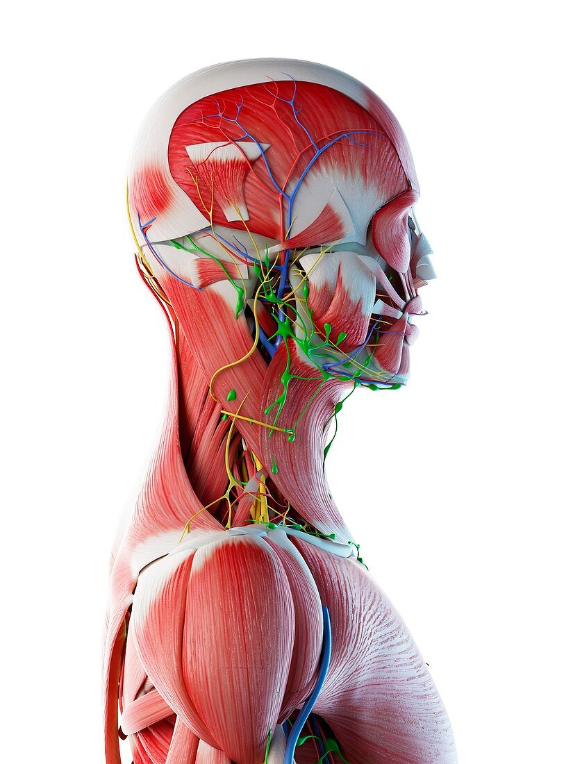 Male head and neck anatomy, illustration