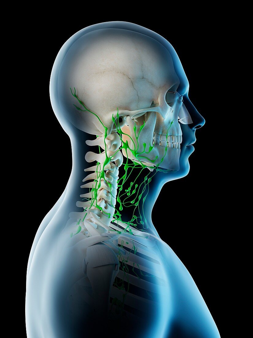 Lymph nodes of the neck, illustration