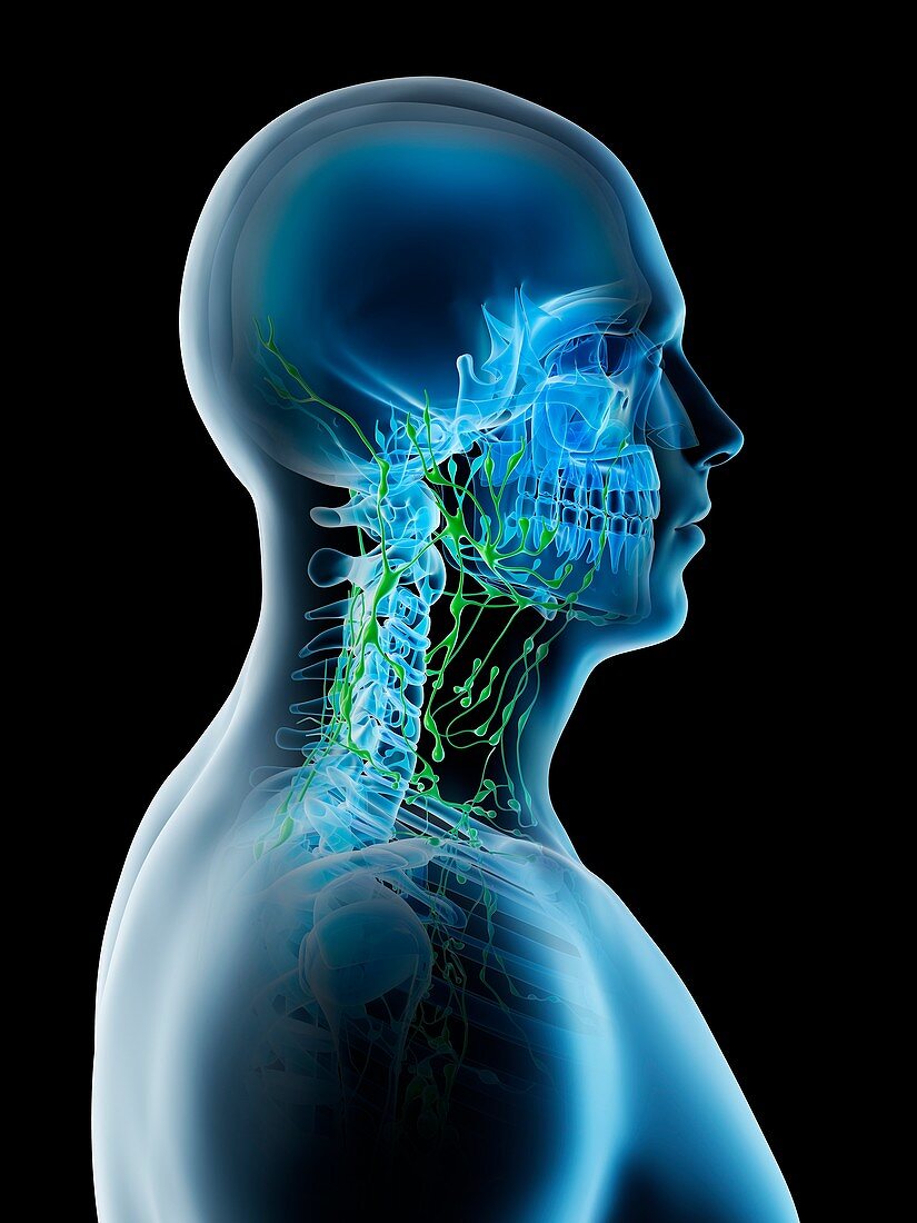 Lymph nodes of the neck, illustration